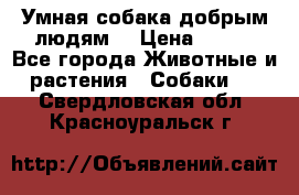Умная собака добрым людям. › Цена ­ 100 - Все города Животные и растения » Собаки   . Свердловская обл.,Красноуральск г.